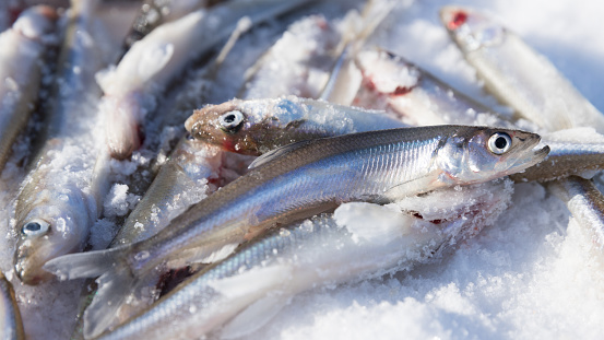 Close up of fresh smelt - delicious fish that smells of cucumber, very tasty fish. Ice Fishing