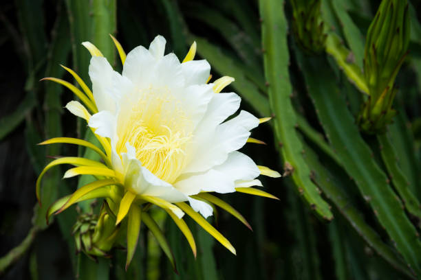Blooming dragon fruit flowers. Blooming dragon fruit flowers in the garden. dragon fruit flower stock pictures, royalty-free photos & images