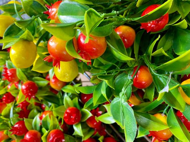 for christmas background. red berries