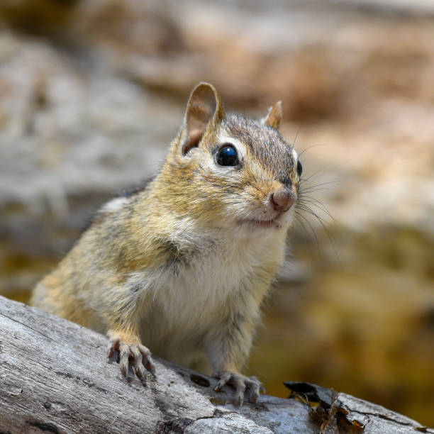 istock Portrait of an eastern chipmunk 1345394687