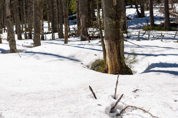 Natural landscape of a snow covered forest on the slope of Babia Gora