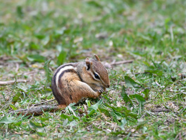 istock Portrait of an eastern chipmunk 1345394922