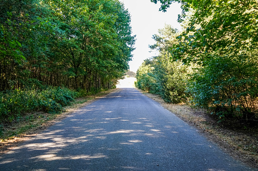 A road through a green forest.