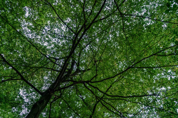 istock A green treetop in summer. 1345396899