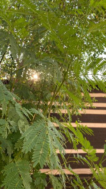 istock Sunshine among the leaves 1345398789