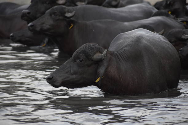 istock Buffalo in Haryana, India 1345403343