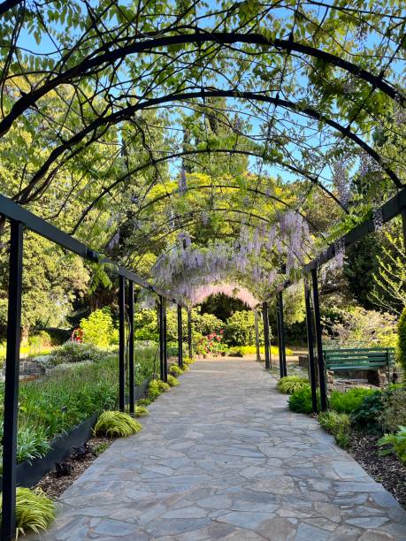 istock Wisteria covered pergola in scenic garden 1345404365