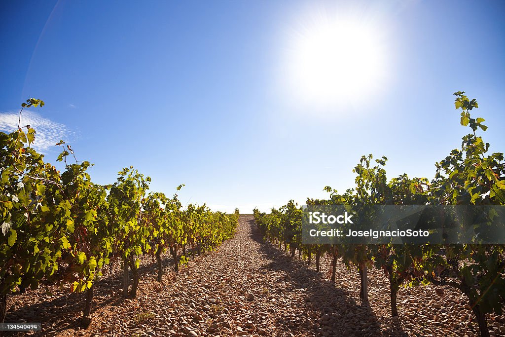 Viñedos de Ribera del Duero - Foto de stock de Valladolid - Provincia española libre de derechos