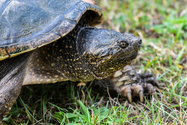 istock Portrait of a snapping turtle 1345405923