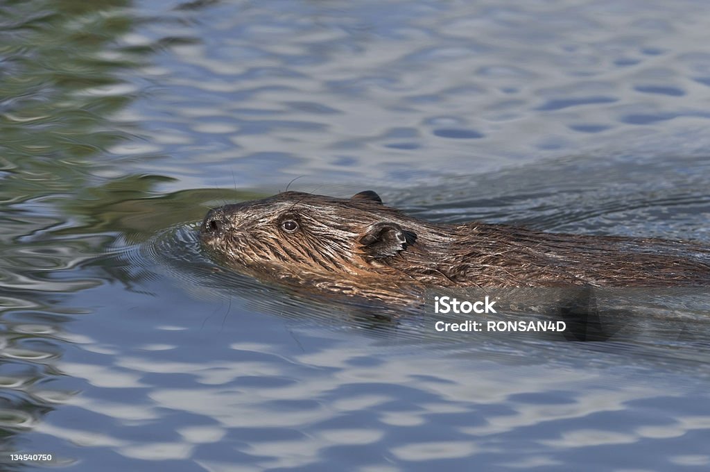 Beaver - Foto stock royalty-free di Alaska - Stato USA