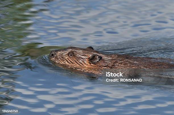 Beaver - Fotografie stock e altre immagini di Alaska - Stato USA - Alaska - Stato USA, Alaska interna, Ambientazione esterna