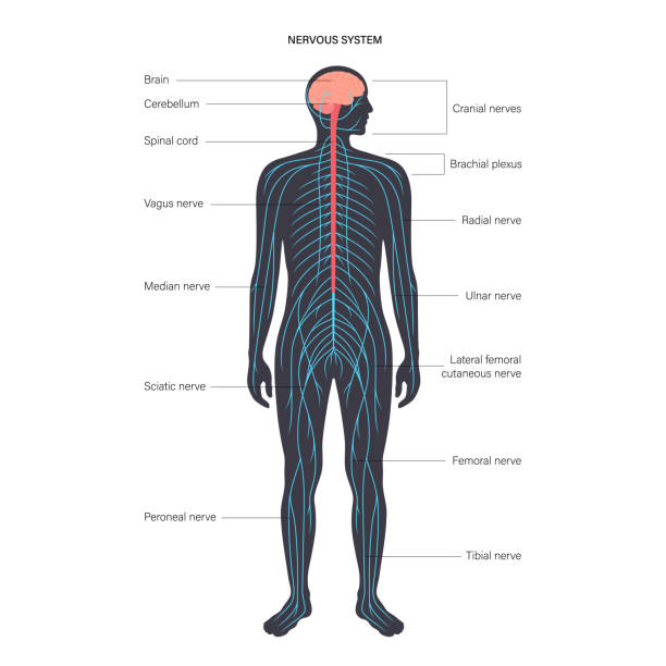 Ð¡entral nervous system Central nervous system anatomical diagram. Nerves send electrical signals to and from brain and spinal cord in human body. CNS and PNS concept. Medical poster for neurology clinic vector illustration. Human Nervous System stock illustrations