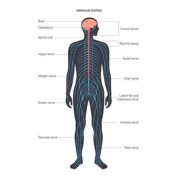 Vector illustration of Ð¡entral nervous system