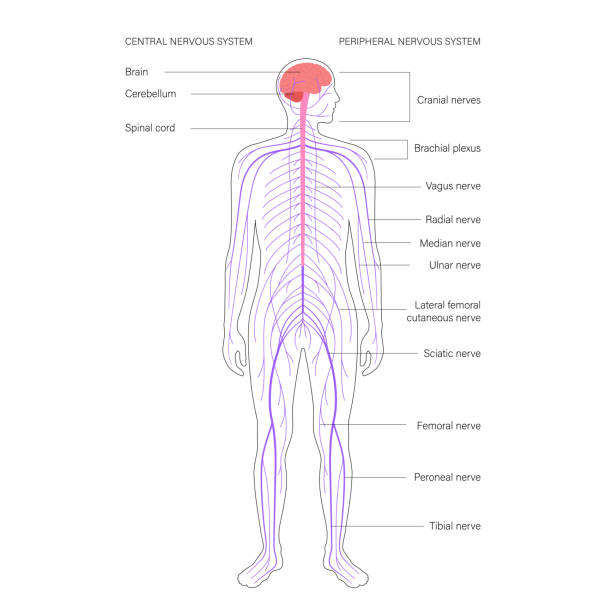 Peripheral Nervous System Stock Photos, Pictures & Royalty-Free Images - iStock Peripheral Nervous System Stock Photos, Pictures & Royalty-Free Images - iStock