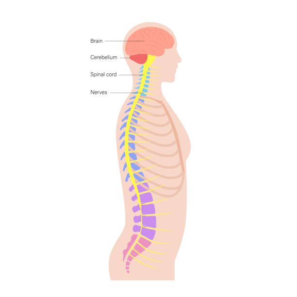 stockillustraties, clipart, cartoons en iconen met spinal cord anatomy - kleine hersenen