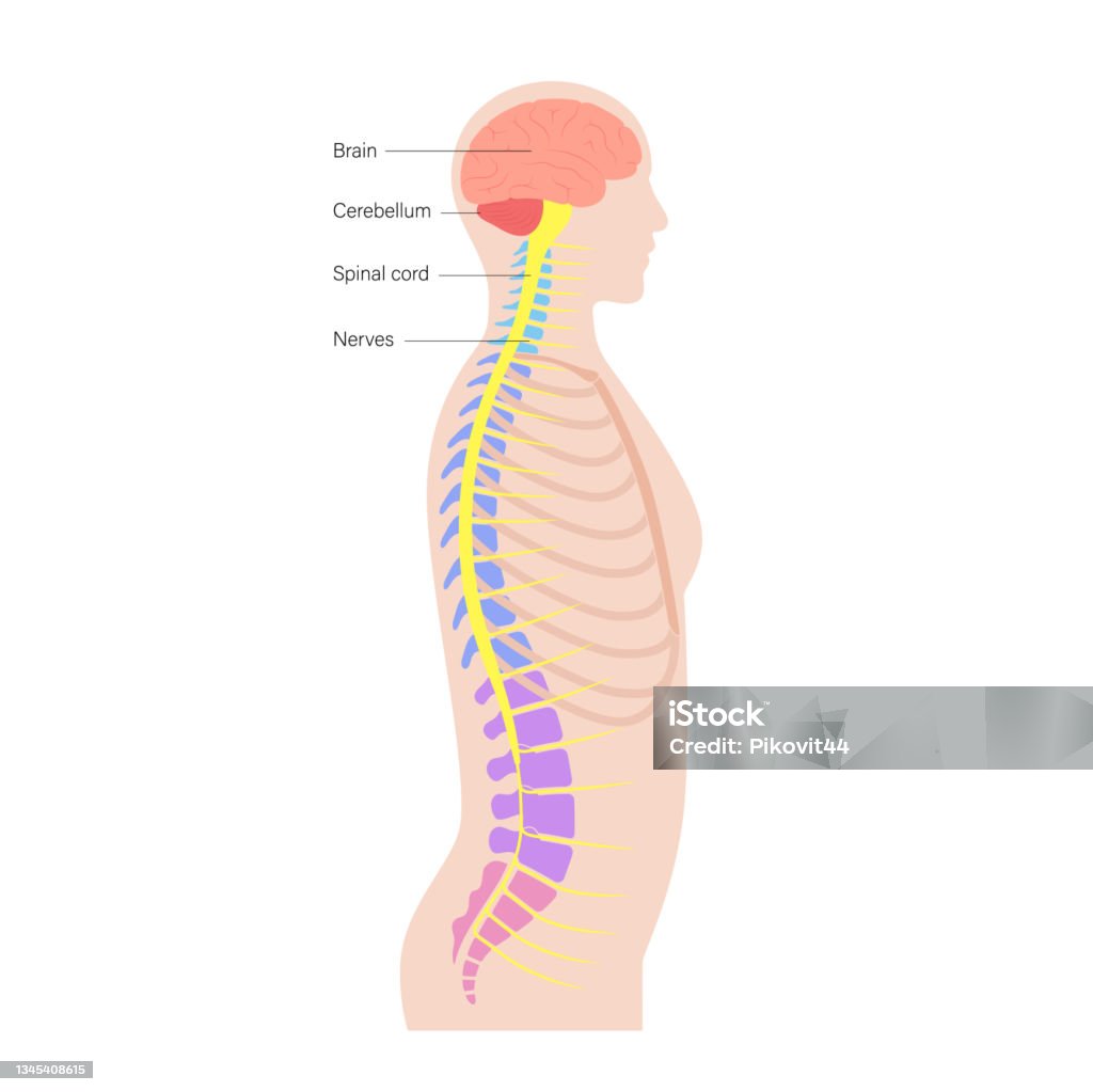 Spinal Cord Anatomy Stock Illustration - Download Image Now - Spine - Body  Part, Human Nervous System, Pain - iStock