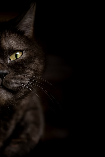 Half face of black cat with yellow eyes on dark backbround