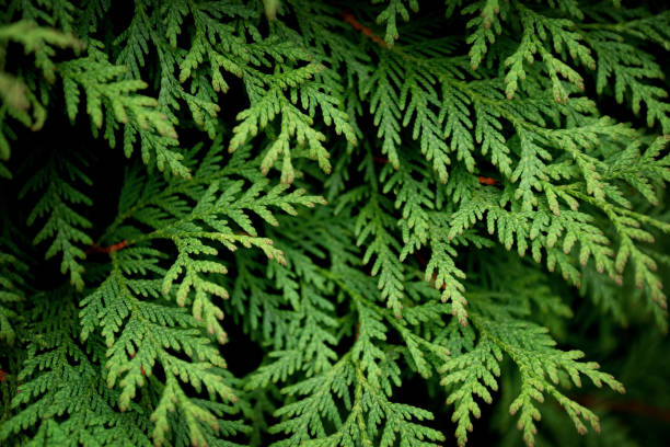 Close up of green leaves of Thuja tree on dark background. Close up of green leaves of Thuja tree on dark background thuja orientalis stock pictures, royalty-free photos & images
