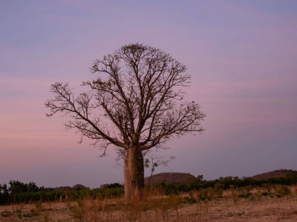 istock Australian boab tree at sunrise 1345411357