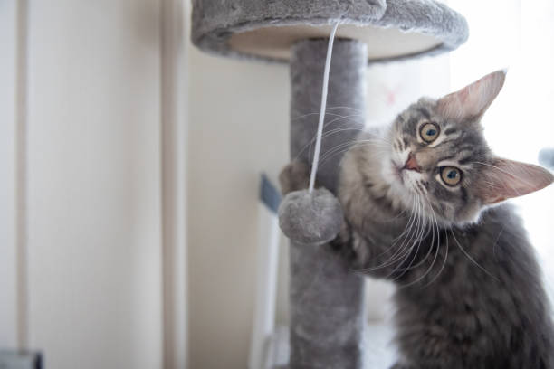 istock Kitty cat Maine Coon playing in domestic room. 1345413549
