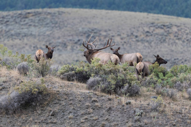 istock Big 7x7 bull elk bugling with branch on antlers with cows 1345416880