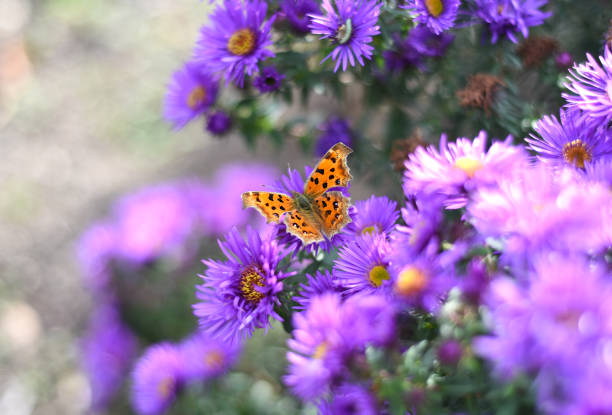 The Comma or Polygonia c-album butterfly on Japanese aster (Kalimeris incisa) The Comma or Polygonia c-album butterfly on Japanese aster (Kalimeris incisa) kalimeris incisa stock pictures, royalty-free photos & images