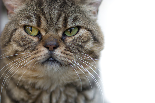 Grumpy cat ,Persian cat
