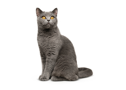 A British shorthair cat sits on a white background.