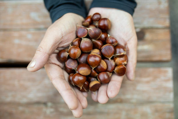 istock Hands holding lots of small chestnuts 1345419720