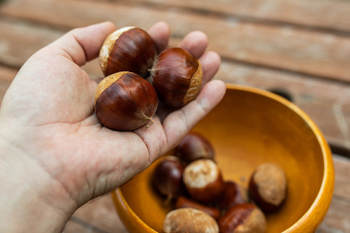 A human hand holding three big chestnuts with more in a bowl behind on table.