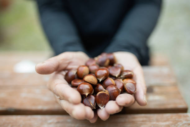 istock Hands holding lots of small chestnuts 1345419729