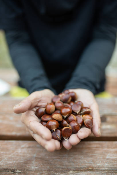 istock Hands holding lots of small chestnuts 1345419732