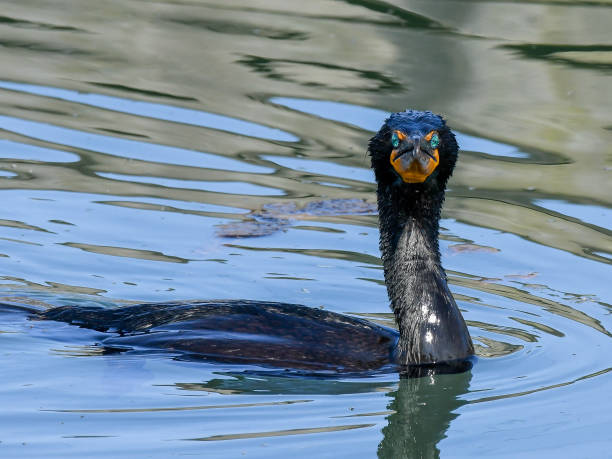 istock Portrait of a Double-Crested Cormorant 1345421840