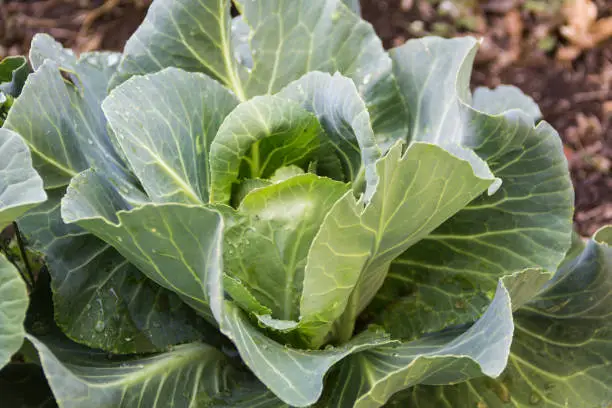 cabbage plant in the organic garden in spring