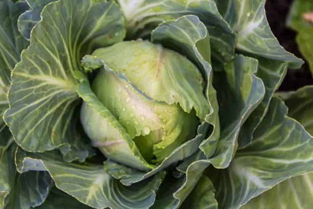 cabbage plant in the organic garden in spring
