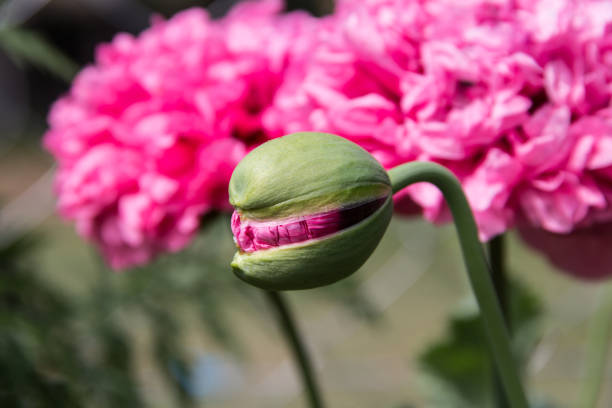 istock pink giant double poppy flower 1345423672