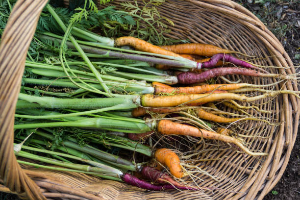 istock basket with a variety of colored carrots 1345423809