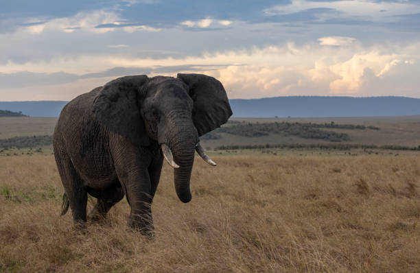 istock An Elephant in Africa 1345423906