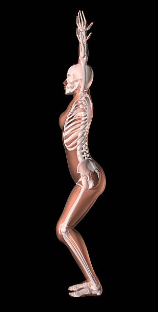 istock Female Skeleton in Yoga Position 134542630