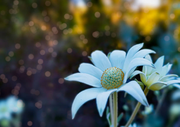 Closeup of the Australian native plant, the   white flannel flower, on display in a local botanical garden, highlighted by a dark, blurred background effect.