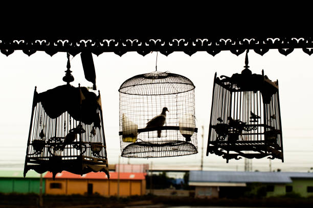 small bird stay inside the birdcage