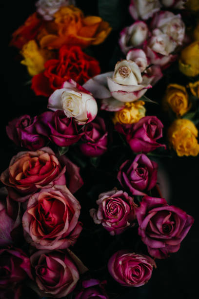 istock Roses are red, blue, yellow, white, pink … 1345429577