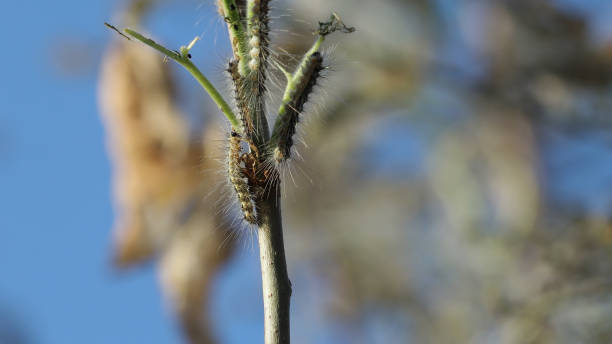 las orugas son una polilla procesional que come hojas en las ramas de un árbol. - branch caterpillar animal hair insect fotografías e imágenes de stock