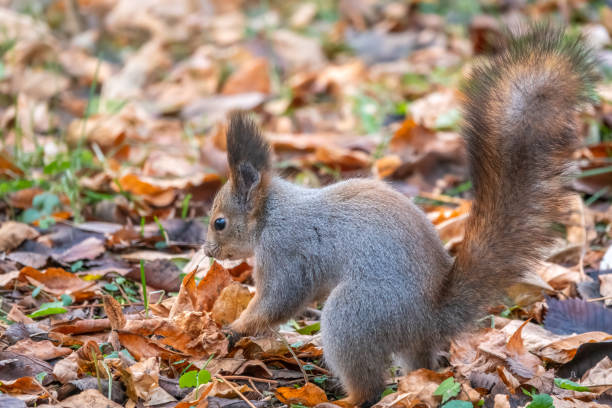 istock Squirrel in autumn hides nuts on the green grass with fallen yellow leaves 1345431218