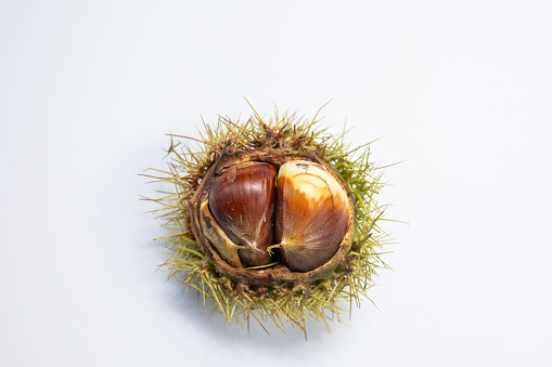 Directly above view of chestnuts still in their spiky shell with top cut open on white background.