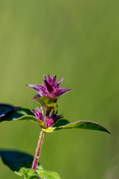 flowers captured in Bohinj valley Slovenia