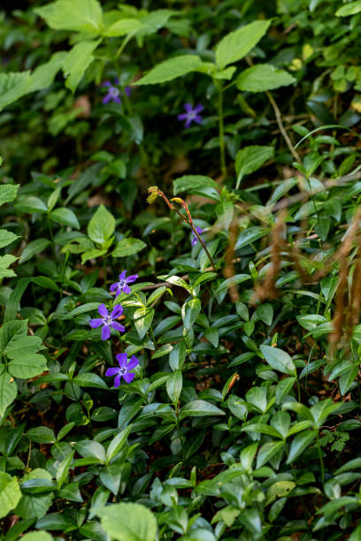 istock Vinca minor flower growing in field, close up 1345433057