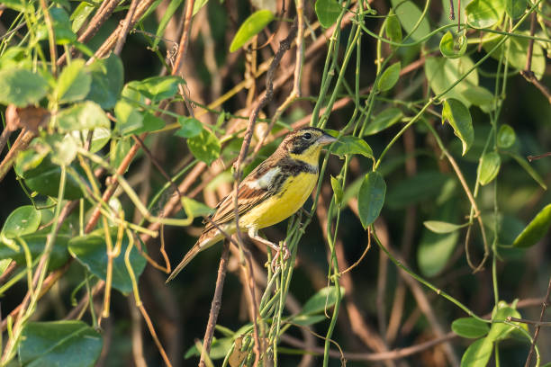 istock The critically endangered Yellow-breasted Bunting 1345434020