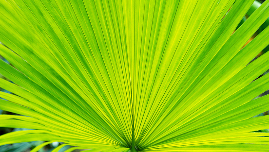 Background of green palm leaf.