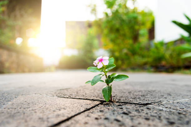 istock Pink flower growing through crack pavement 1345435093